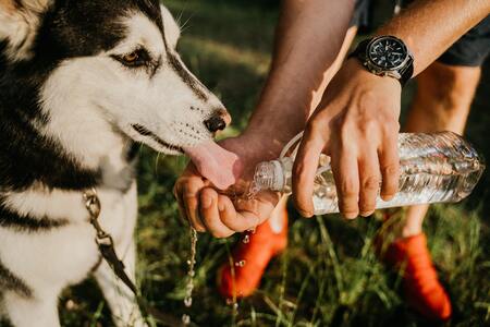 drinkfontein hond