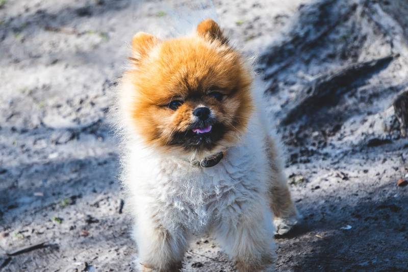 wanneer puppy uitlaten