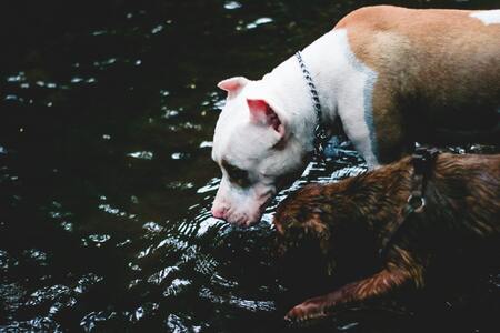 waterfontein hond