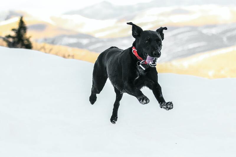 beste honden gps