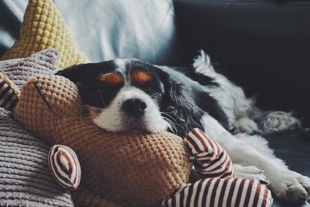 honden loopplank