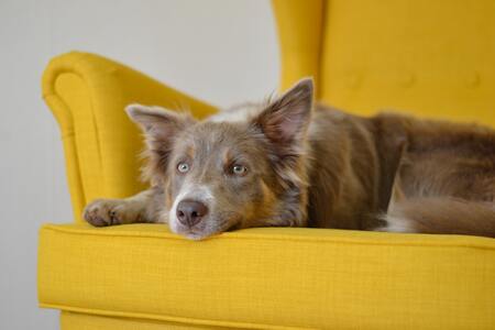 honden sofa