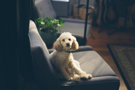 loopplank hond