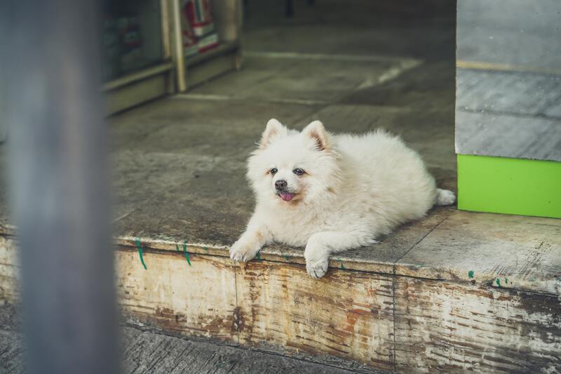 oude hond