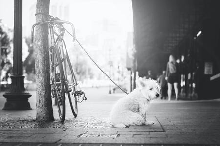 fietsstang hond