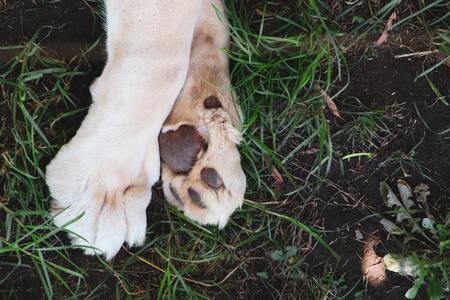 honden schoenen