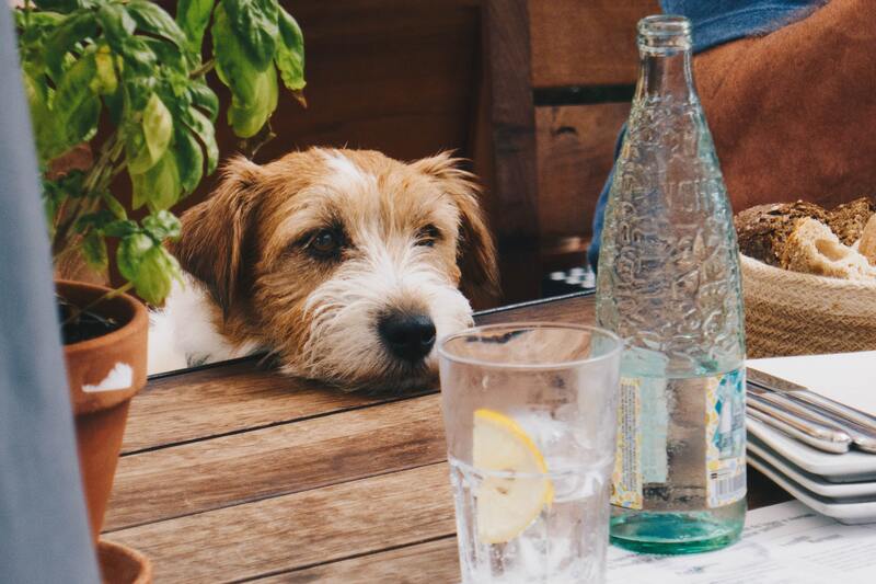 drinkbak voor honden