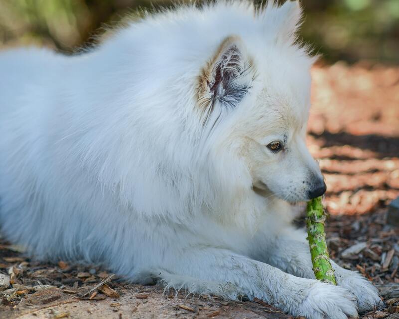 honden kluif