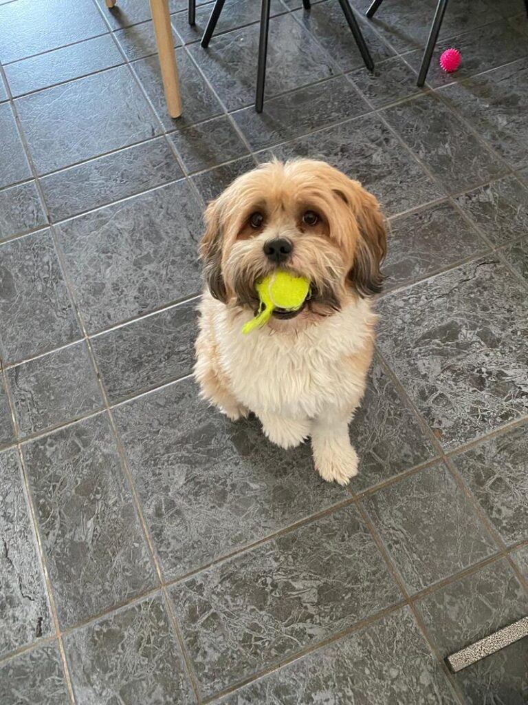 speelbal hond