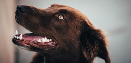 tandpasta hond
