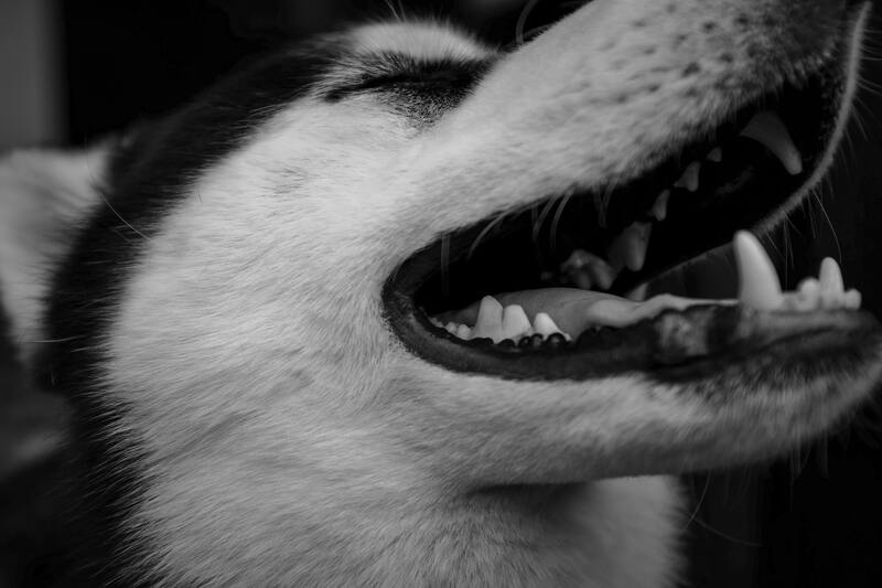 tandpasta voor hond