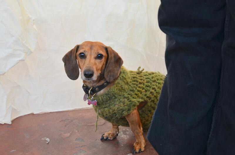 regenjas hond