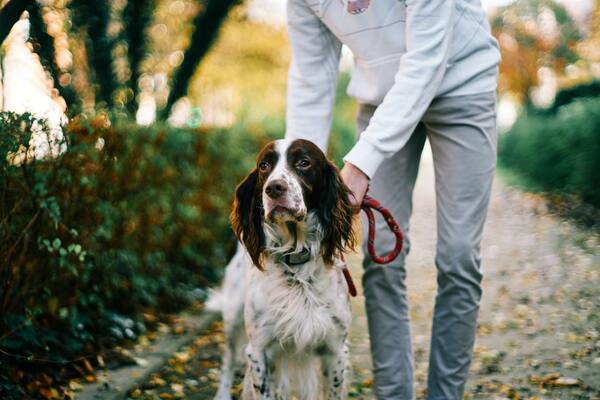 clicker training hond