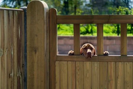 hekje hond