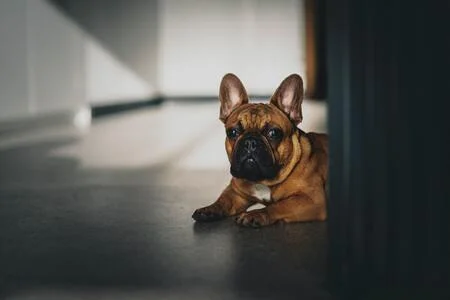 traphekje hond