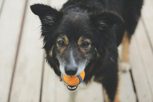 honden snackbal