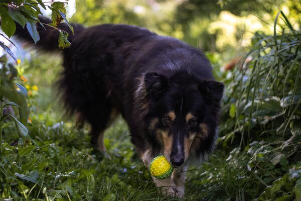 snackbal voor honden