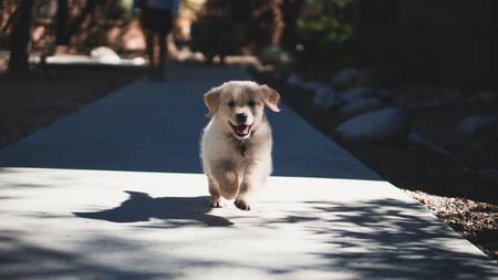 beste puppybrokken