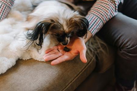 honden snacks