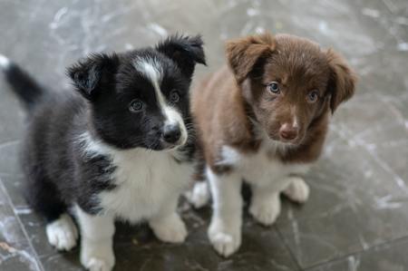 hondenbrokken puppy