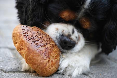 puppy brokken