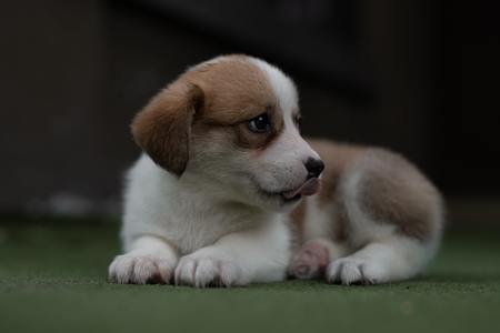 puppy hondenbrokken
