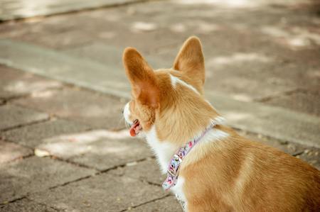 puppy tuigjes