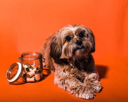 snack voor honden