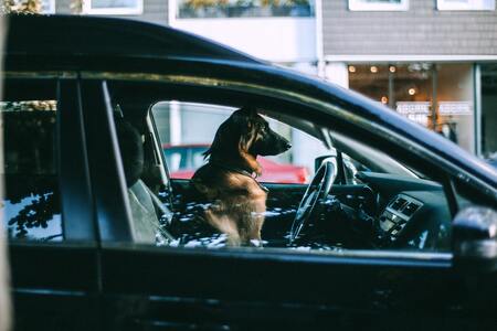autobench honden