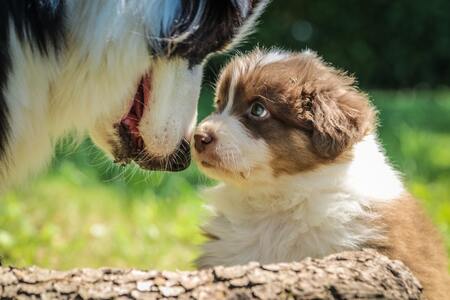 melk puppy