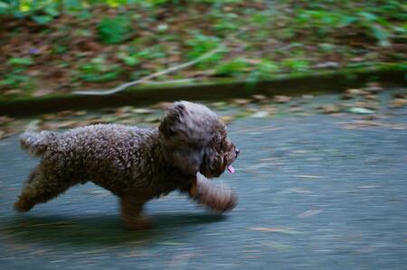honden jogger