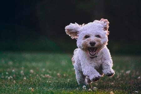jogger hond