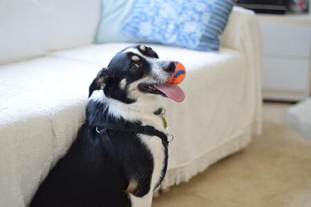 flamingo speelgoed hond