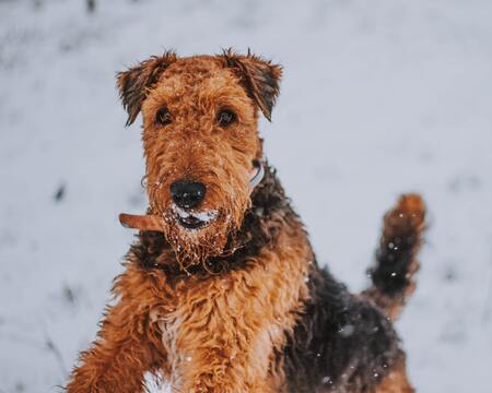 Airedale Terriër