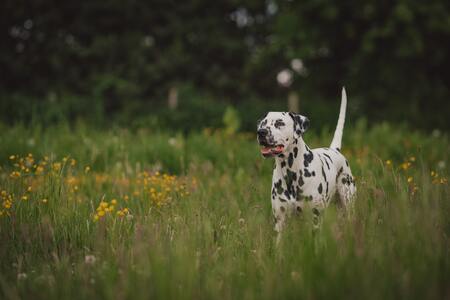 dalmatier