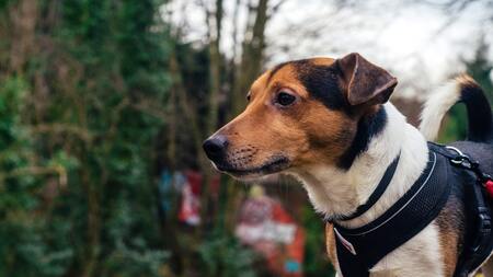 halti anti trek tuig