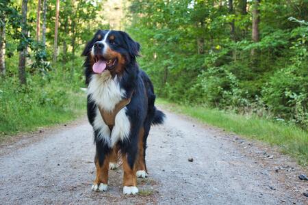 leren tuigje hond