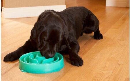 slowfeeder hond