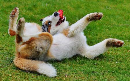 beeztees speelgoed hond