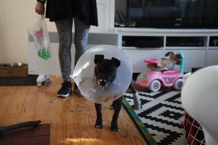 opblaasbare kraag hond
