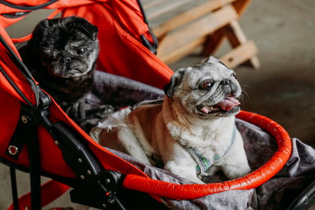 wagen voor hond