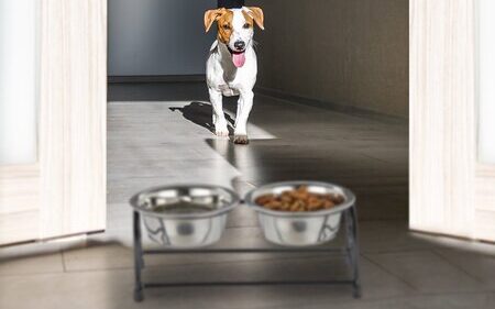 hondenvoerbak standaard