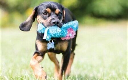 kong honden knuffel