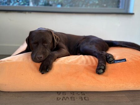 dog's companion hondenkussen