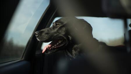 doxie honden autostoel