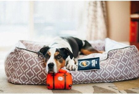 hondenspeelgoed play