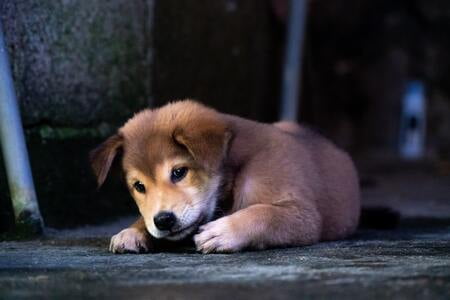 renske puppy brokken