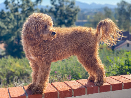 cavapoo karakter