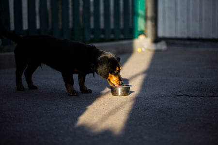 drinkbak hond zonder morsen