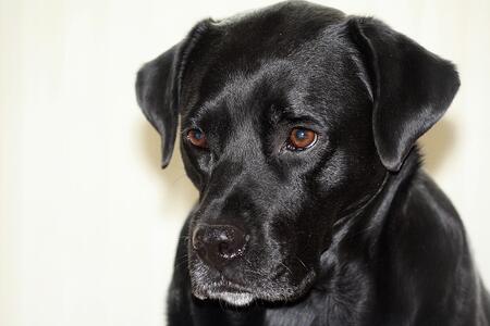 kruising boxer labrador